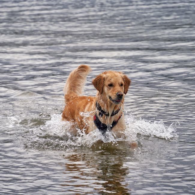 Собака плескається у воді