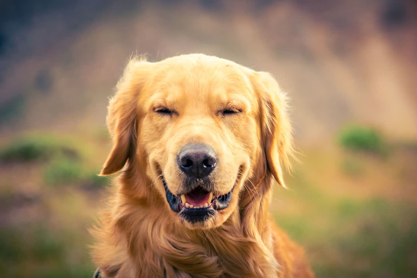 Щасливий golden retriever на прогулянці