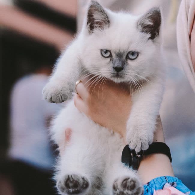 Ветеринарний огляд кота